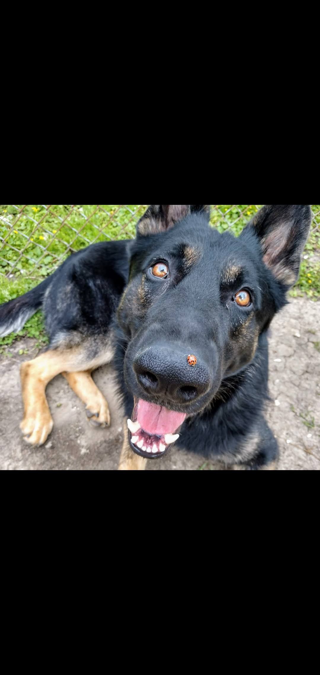 Black and tan German Shepherd dog with mouth open, sitting on dirt.