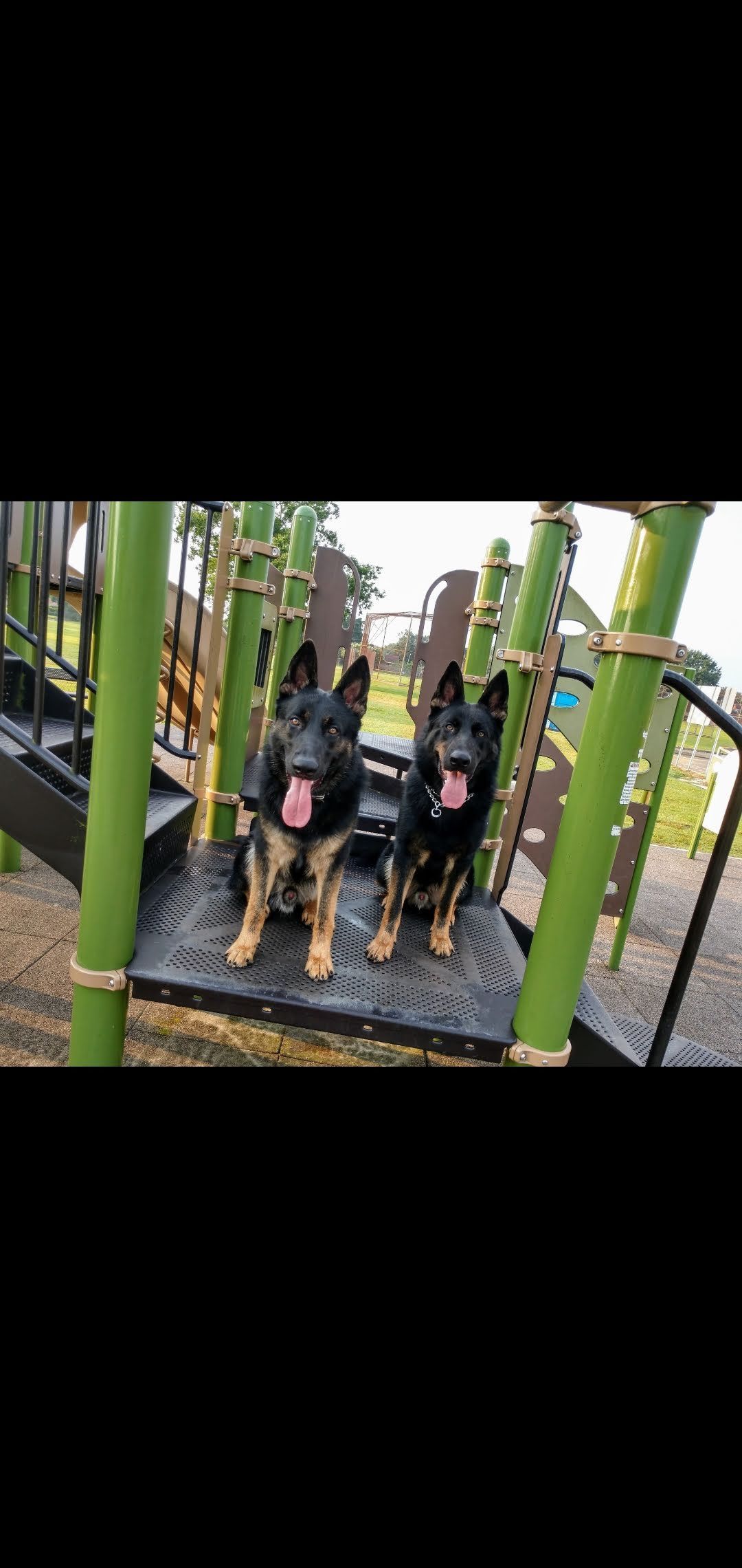 Two black and tan German Shepherds sit on a playground platform with their tongues out.