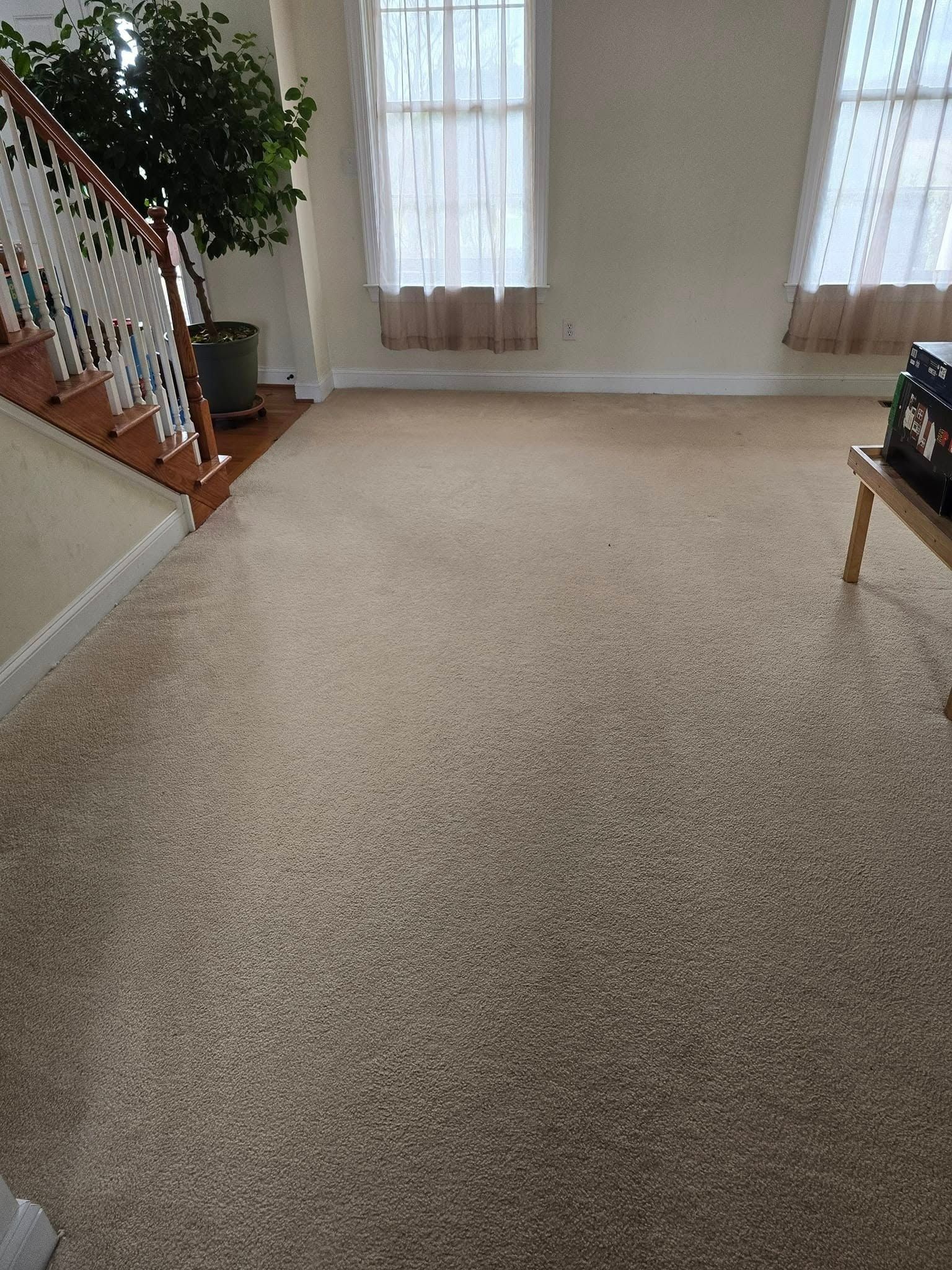 A light brown carpet covers a room with white walls, two windows with curtains, a potted plant, and a wooden staircase.