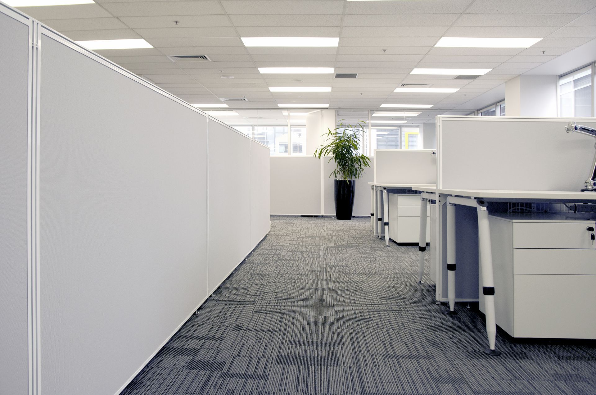 A modern office interior featuring rows of white cubicles, patterned gray carpet, and a potted plant in the distance.