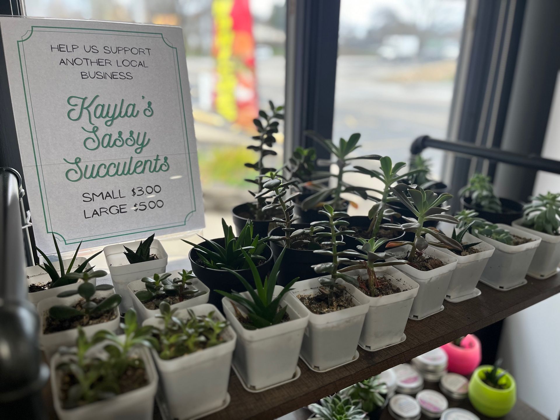 Kayla’s Sassy Succulents