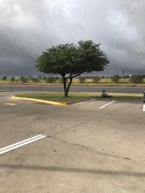 A tree in a parking lot on a cloudy day