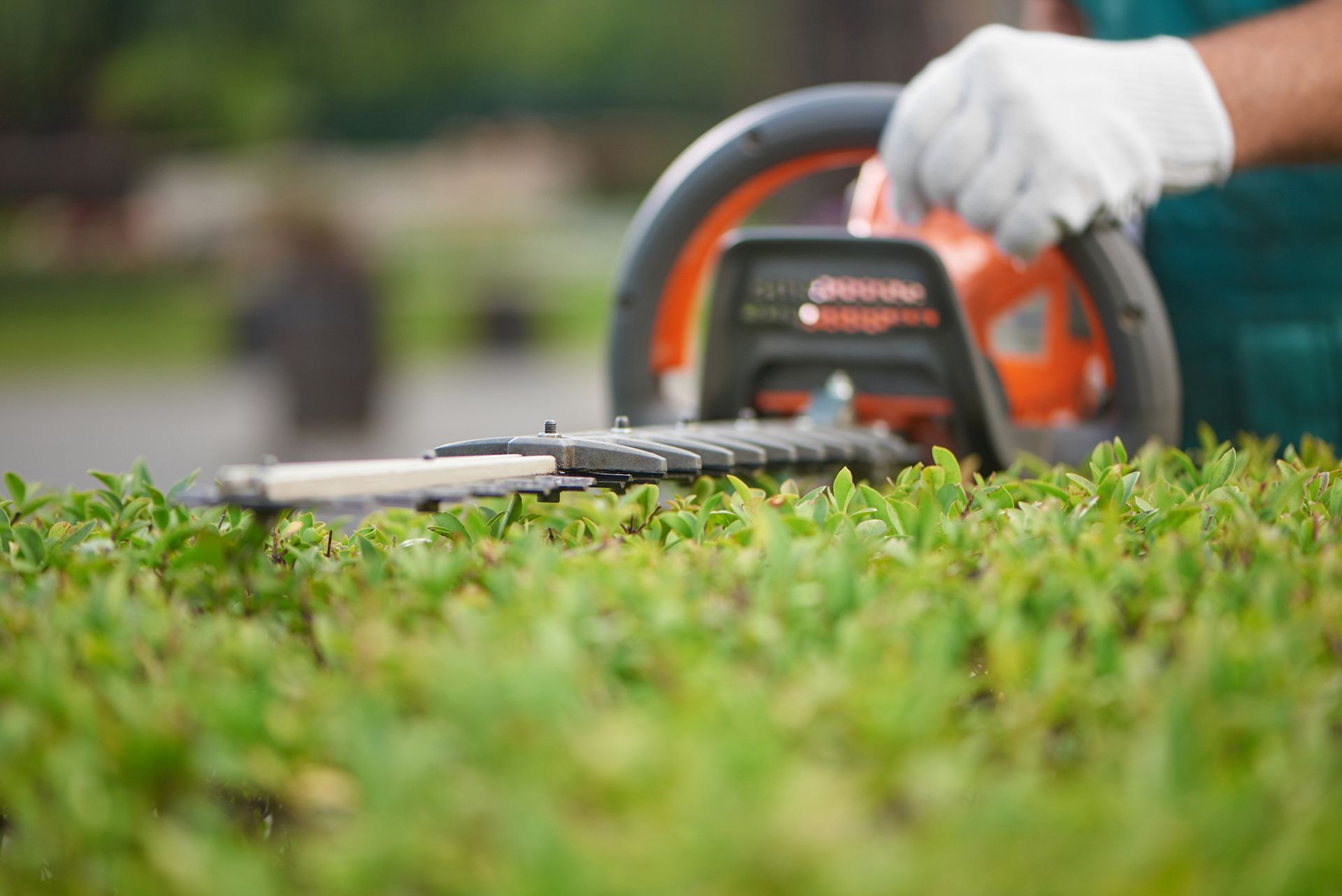 Hedge trimmer cutting a green bush, person wearing white gloves.