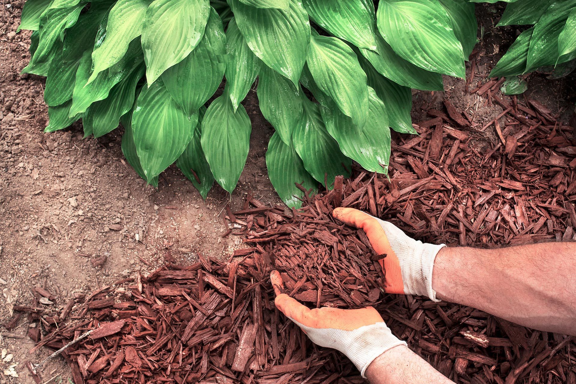 Hands in gloves holding and spreading wood mulch around green plants.