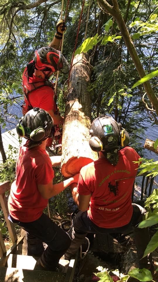 Deux grimpeurs en tee-shirts rouges et casqués descendent en rappel le long d’un grand arbre au-dessus de l’eau.