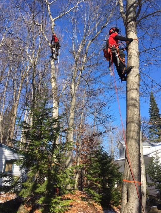 Deux arboristes en tenue rouge grimpent dans de grands arbres dénudés, dans un jardin, et élaguent les branches à l’aide de cordes.