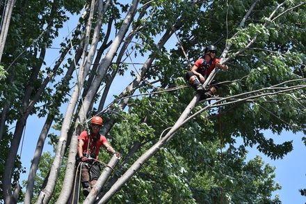 Deux grimpeurs casqués, encordés, dans la cime d’un arbre