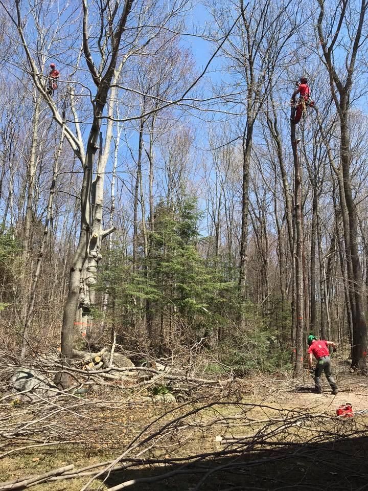 Des ouvriers élaguent de grands arbres dans une zone boisée, l’un dans une nacelle élévatrice et l’autre au sol.