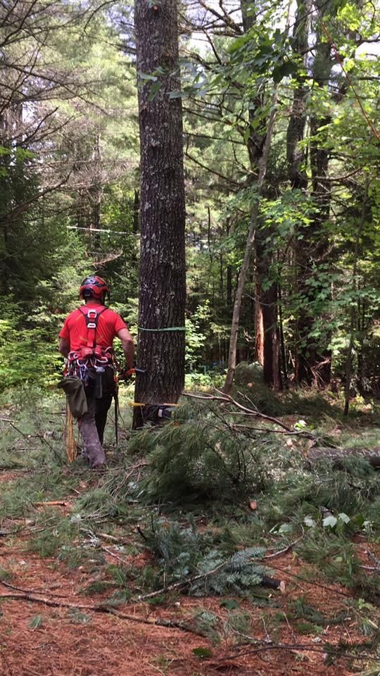 Une personne en chemise rouge marche sur un sentier forestier avec un parcours accrobranche entre de grands arbres