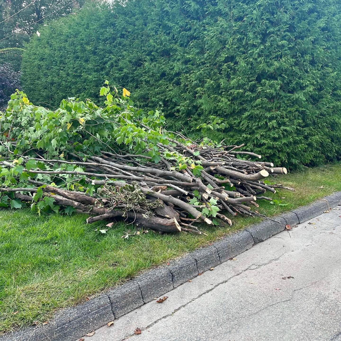 Tas de branches coupées et de feuilles sur un accotement herbeux, le long d’une route et d’une haie