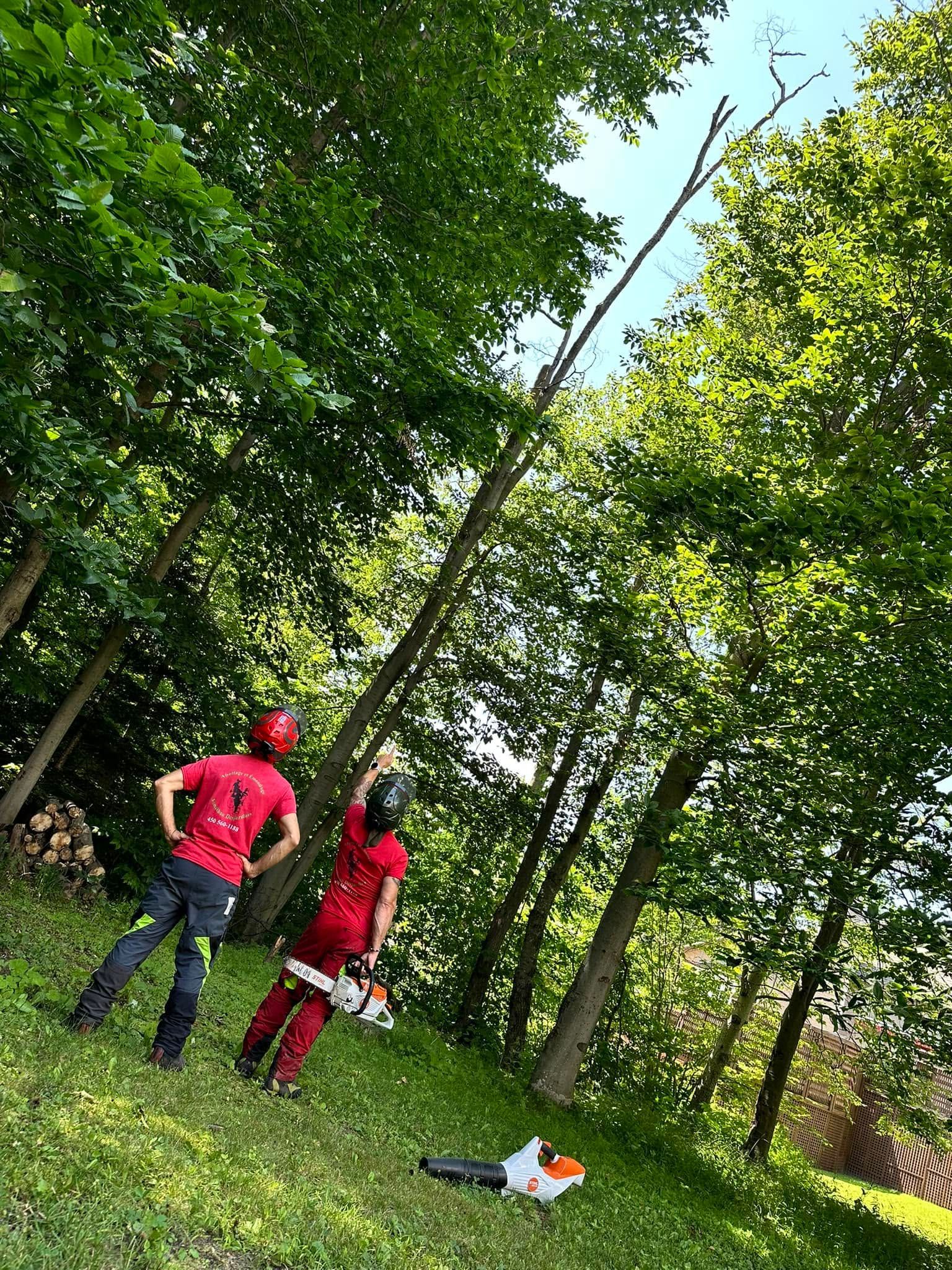 Deux personnes en veste rouge se tiennent dans une forêt verdoyante, près d’une haute branche inclinée.