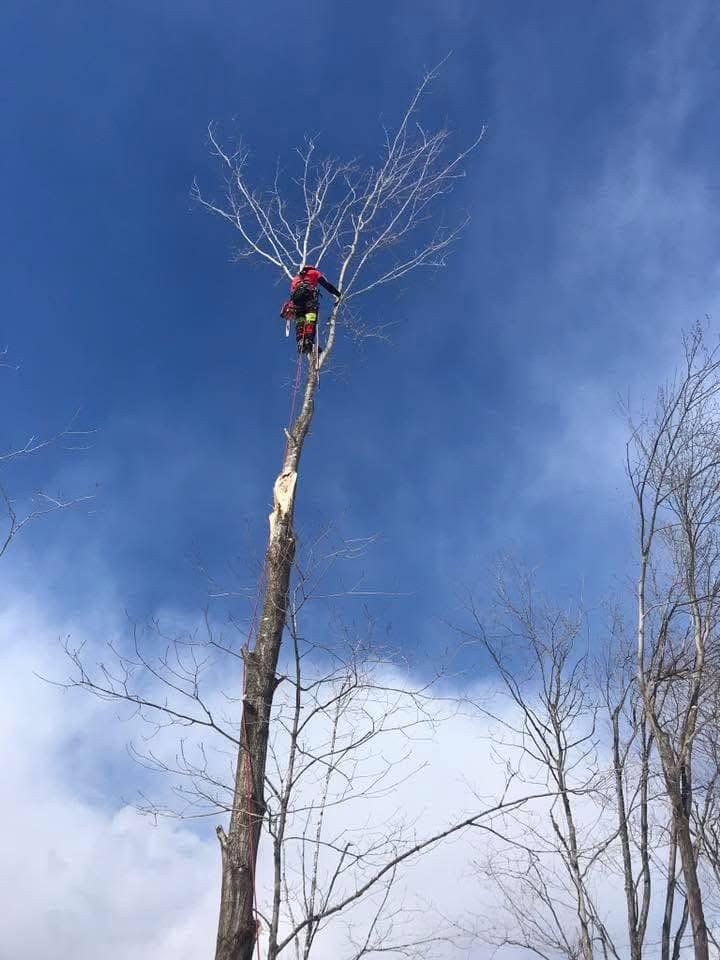 Un grimpeur d’arbres se tenant au sommet d’un grand arbre dénudé sur fond de ciel bleu