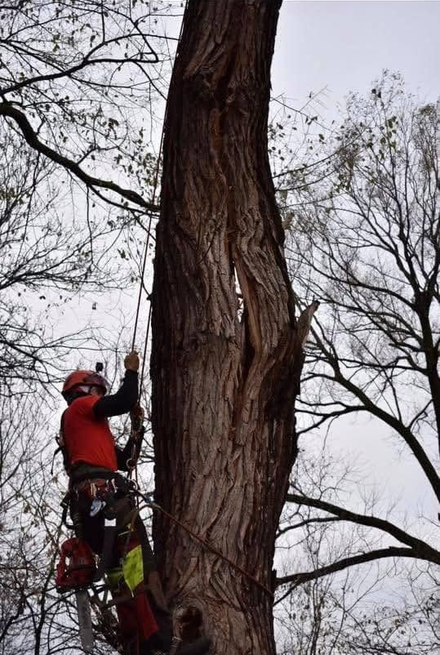Un ouvrier en équipement de sécurité rouge grimpe le long du tronc d’un grand arbre à l’aide de cordes, dans une zone boisée sans feuilles