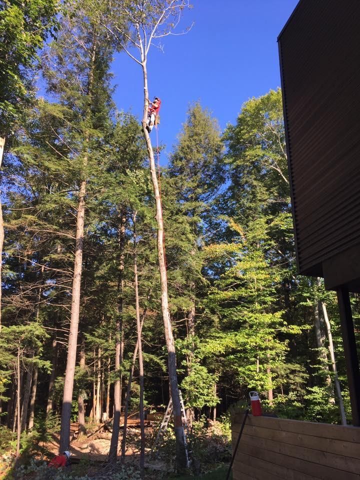 Une personne grimpe à un grand arbre dans une clairière ensoleillée, près d’une cabane en bois sombre