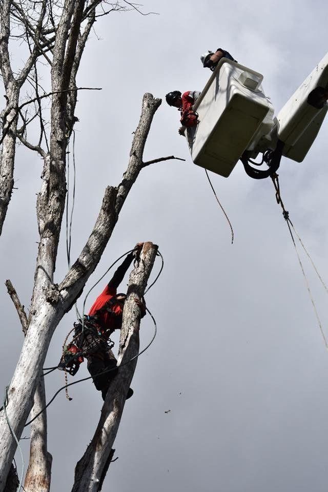 Deux arboristes en tenue rouge élaguent un arbre depuis une nacelle élévatrice, sur fond de ciel gris