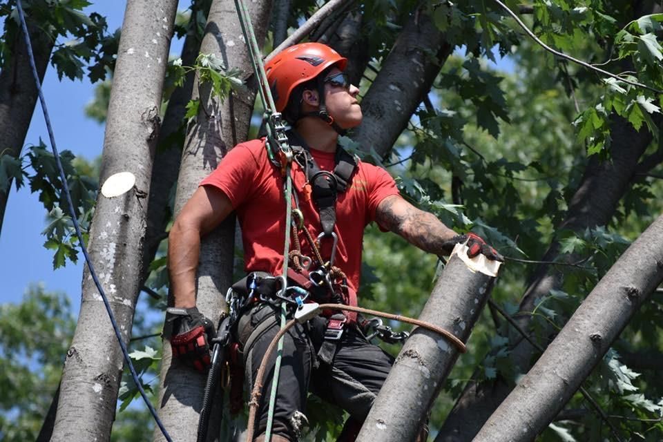 Élagueur en tenue rouge et casque orange travaillant au milieu des branches, avec un harnais de sécurité et des cordes