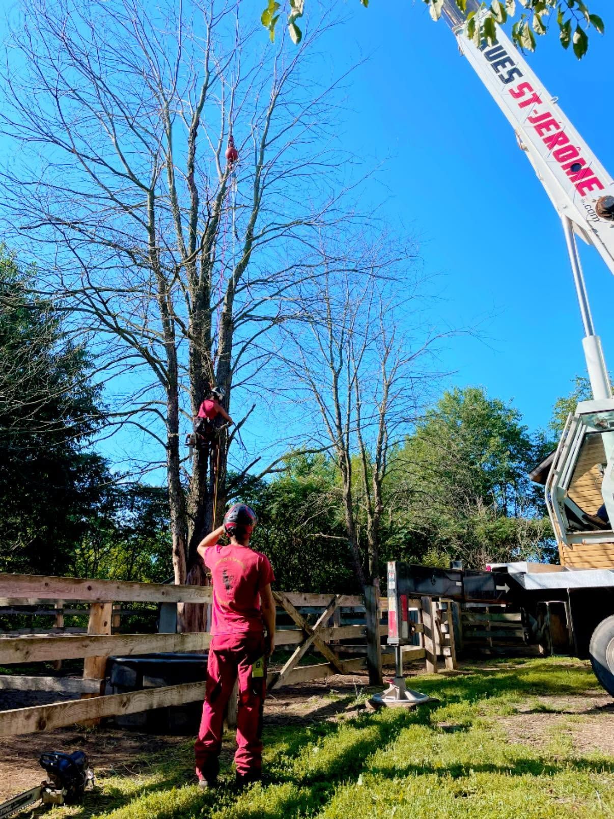Une personne vêtue de rouge se tient près d’un arbre soulevé par une grue sur un terrain herbeux ensoleillé.
