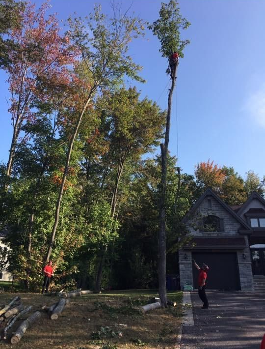 Élagage d’un arbre dans une allée à côté d’une maison, avec un ouvrier près du garage.