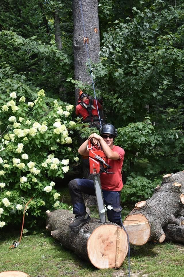 Une personne en chemise rouge utilise une tronçonneuse sur un gros tronc d’arbre tombé dans un jardin boisé