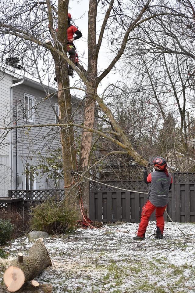 Deux ouvriers en tenue rouge taillent un grand arbre près d’une maison, dans un jardin enneigé
