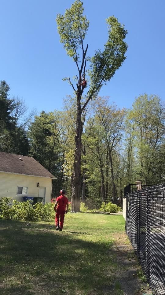 Un ouvrier portant un harnais rouge élague un grand arbre dans un jardin, près d’une maison et d’une clôture.