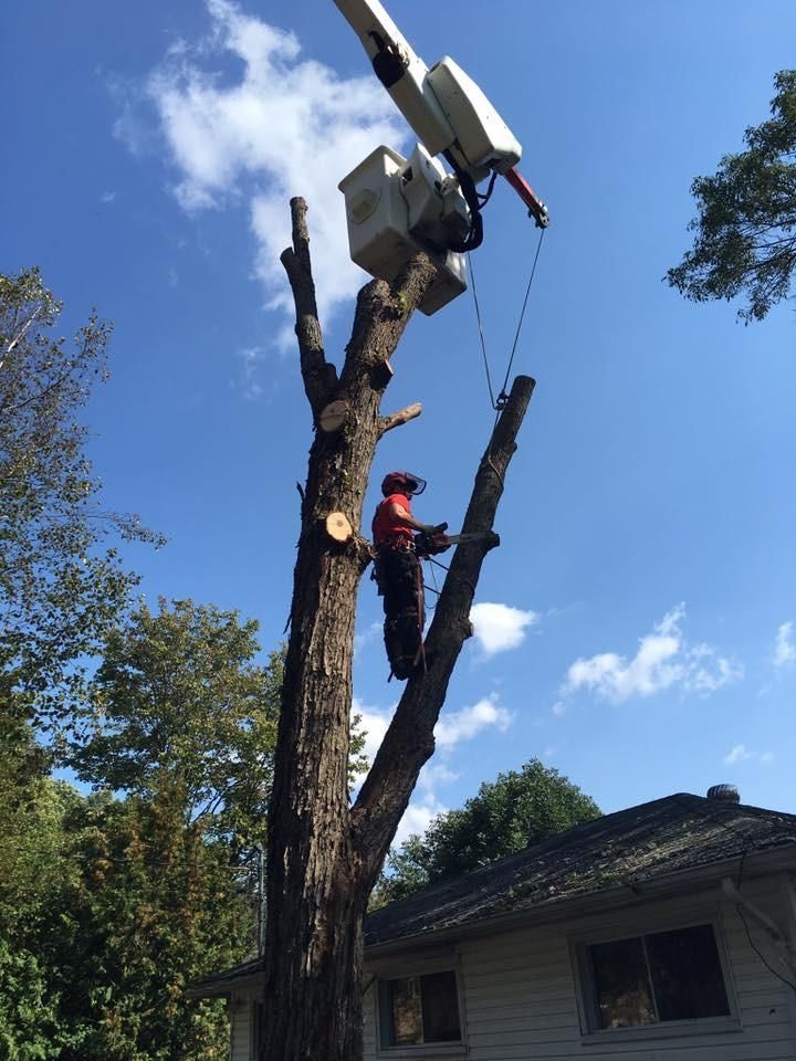 Un ouvrier élague un grand arbre à l’aide d’une nacelle, près d’une maison, sous un ciel bleu