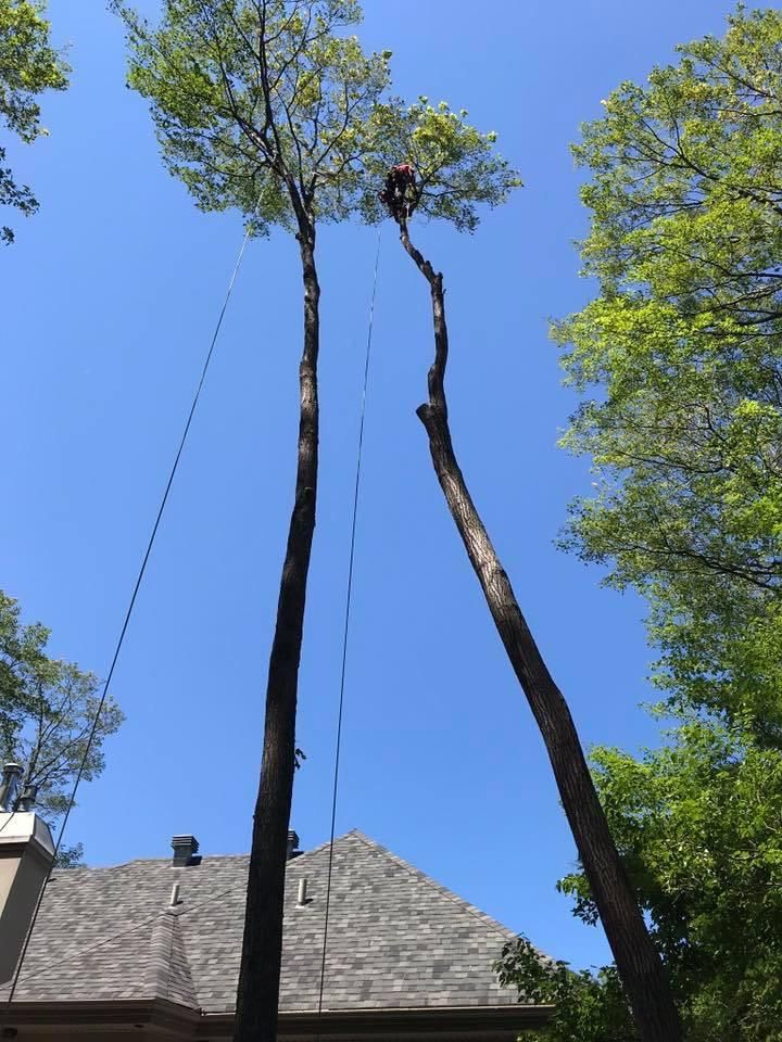 Deux grands troncs d’arbres en train d’être coupés près d’une maison sous un ciel bleu