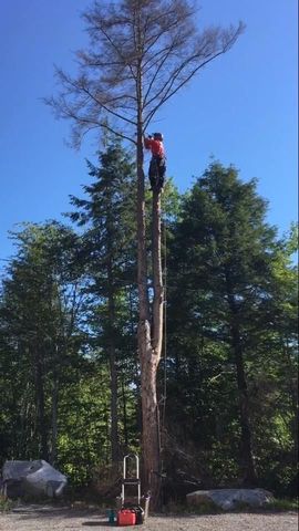 Un élagueur en tenue rouge grimpe à un grand arbre dans un bois, assuré par un harnais
