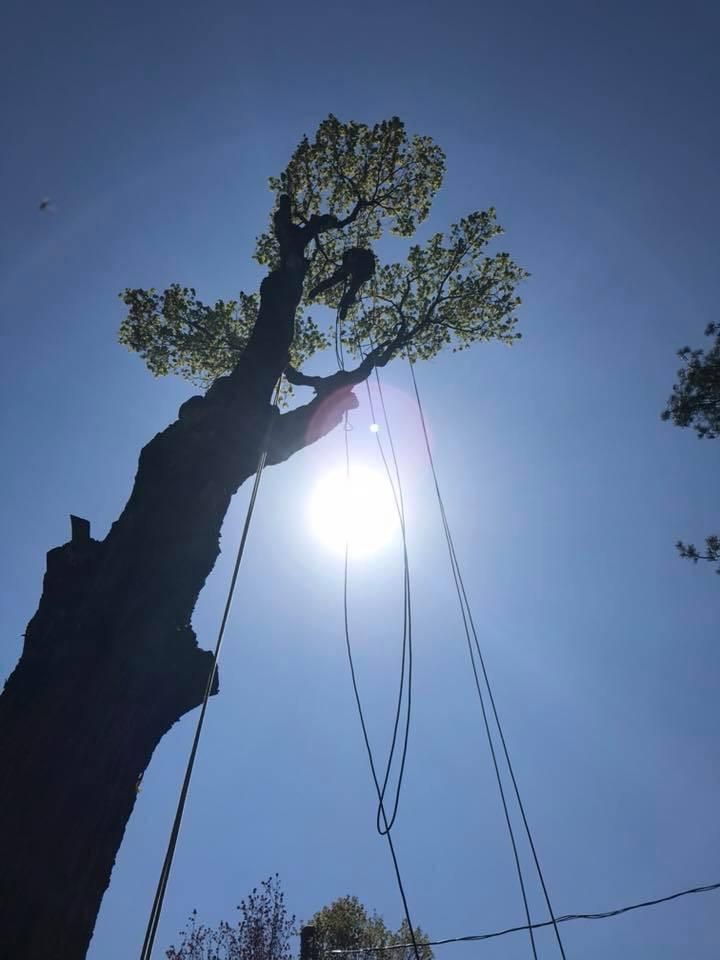 Un grand tronc d’arbre s’élançant vers un soleil éclatant dans un ciel bleu, avec des cordes ou des lianes suspendues.