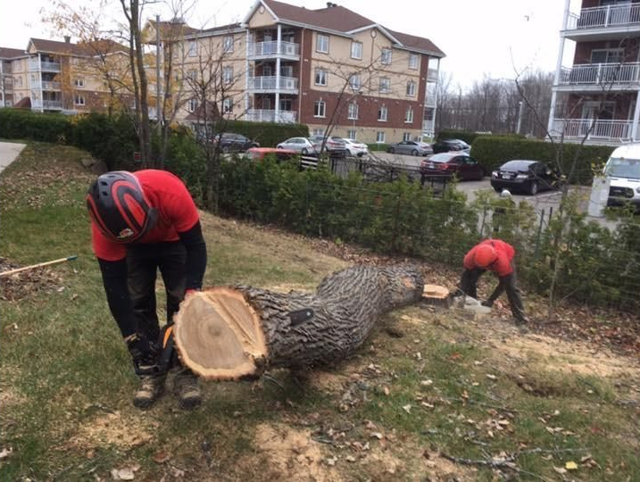 Deux ouvriers en veste rouge élaguent un tronc d’arbre tombé dans la cour d’un immeuble