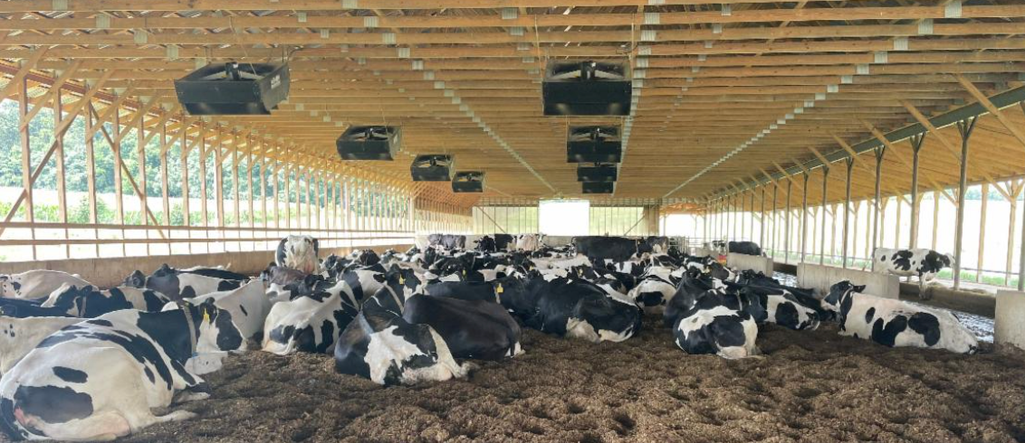 Cows resting inside a large, ventilated dairy barn.