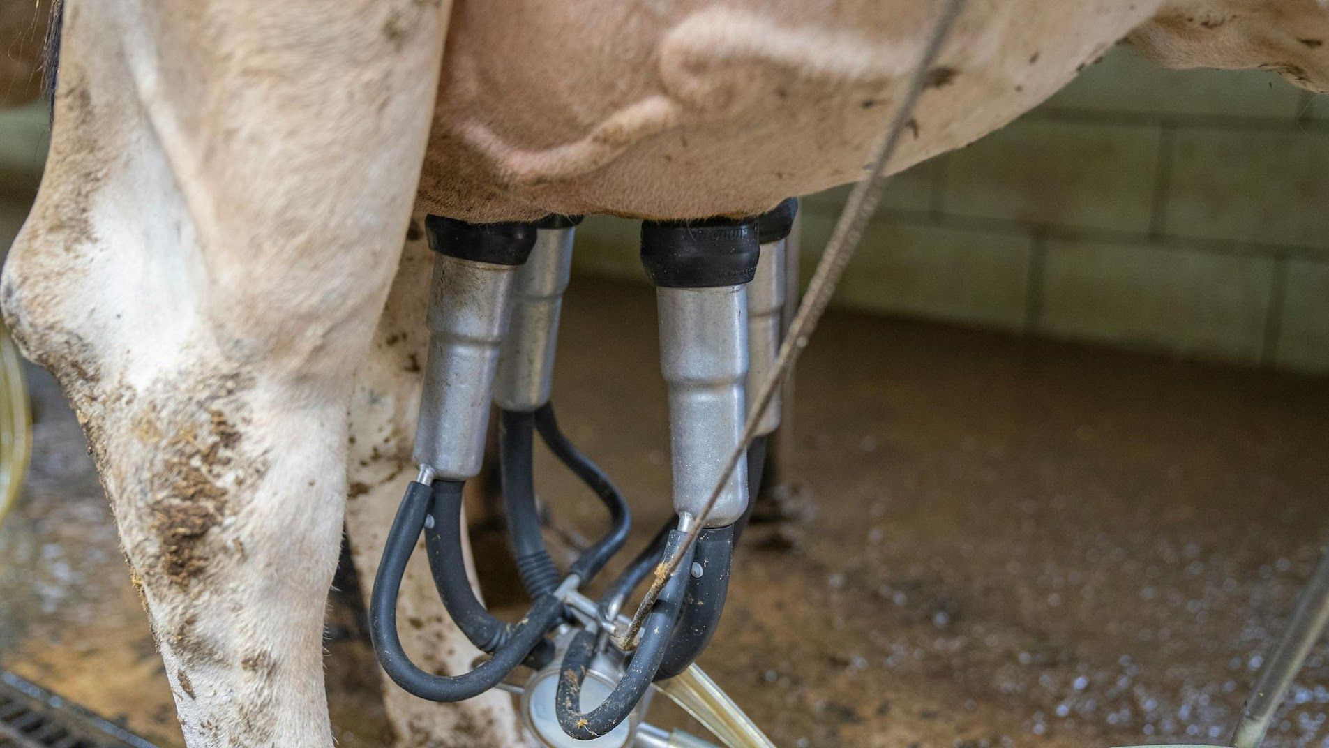 Automated dairy milking system installed and serviced by Everstead Farm Supply in Virginia
