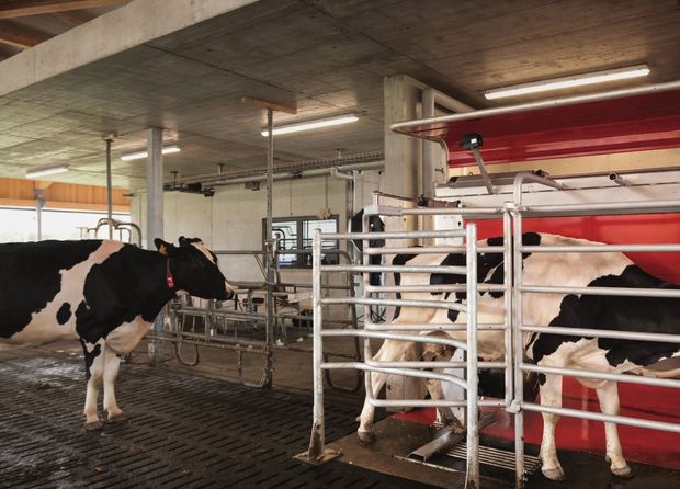 Cows in a barn milking parlor with metal stalls and a red curtain divider
