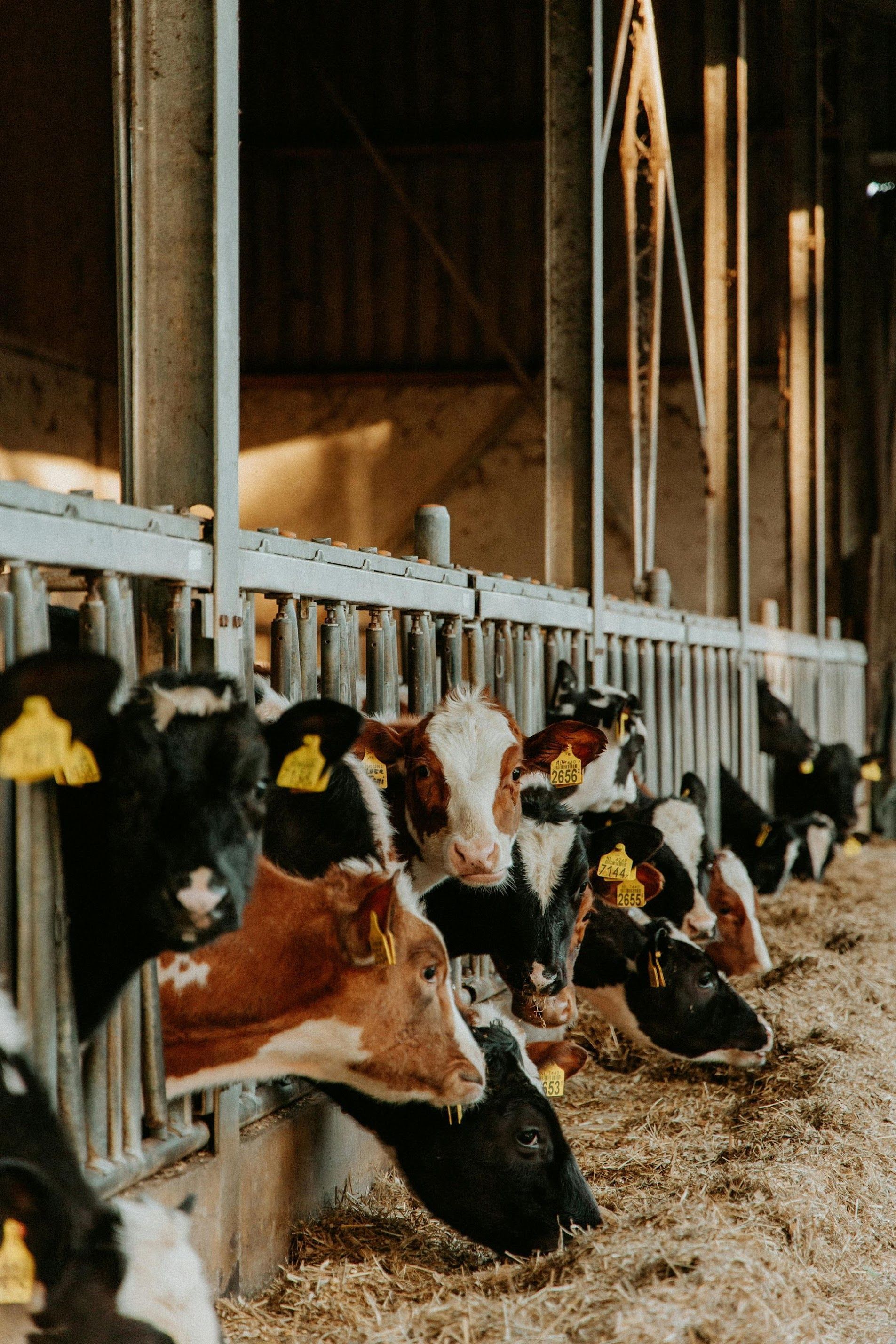 Dairy herd feeding equipment supplied by Everstead Farm Supply in the Shenandoah Valley