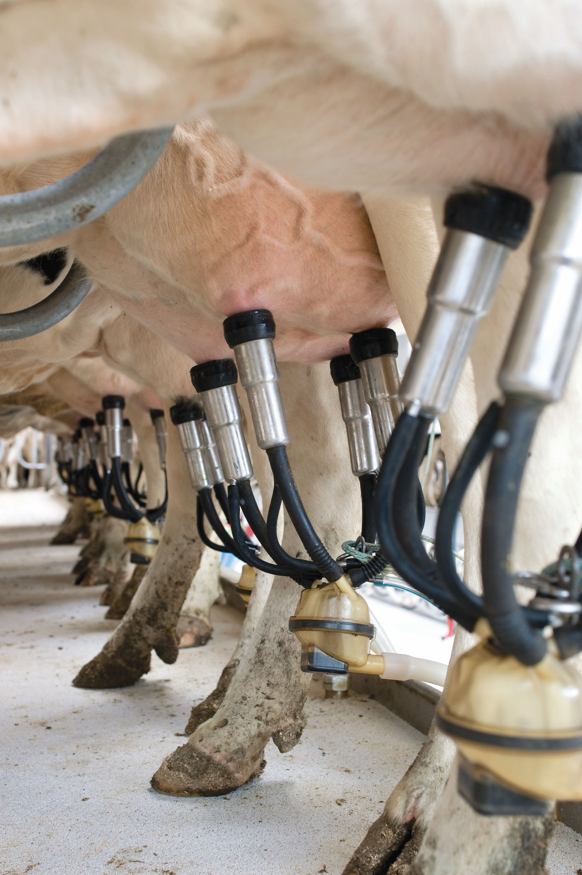 Close-up view of milking equipment attached to a cow’s udder.