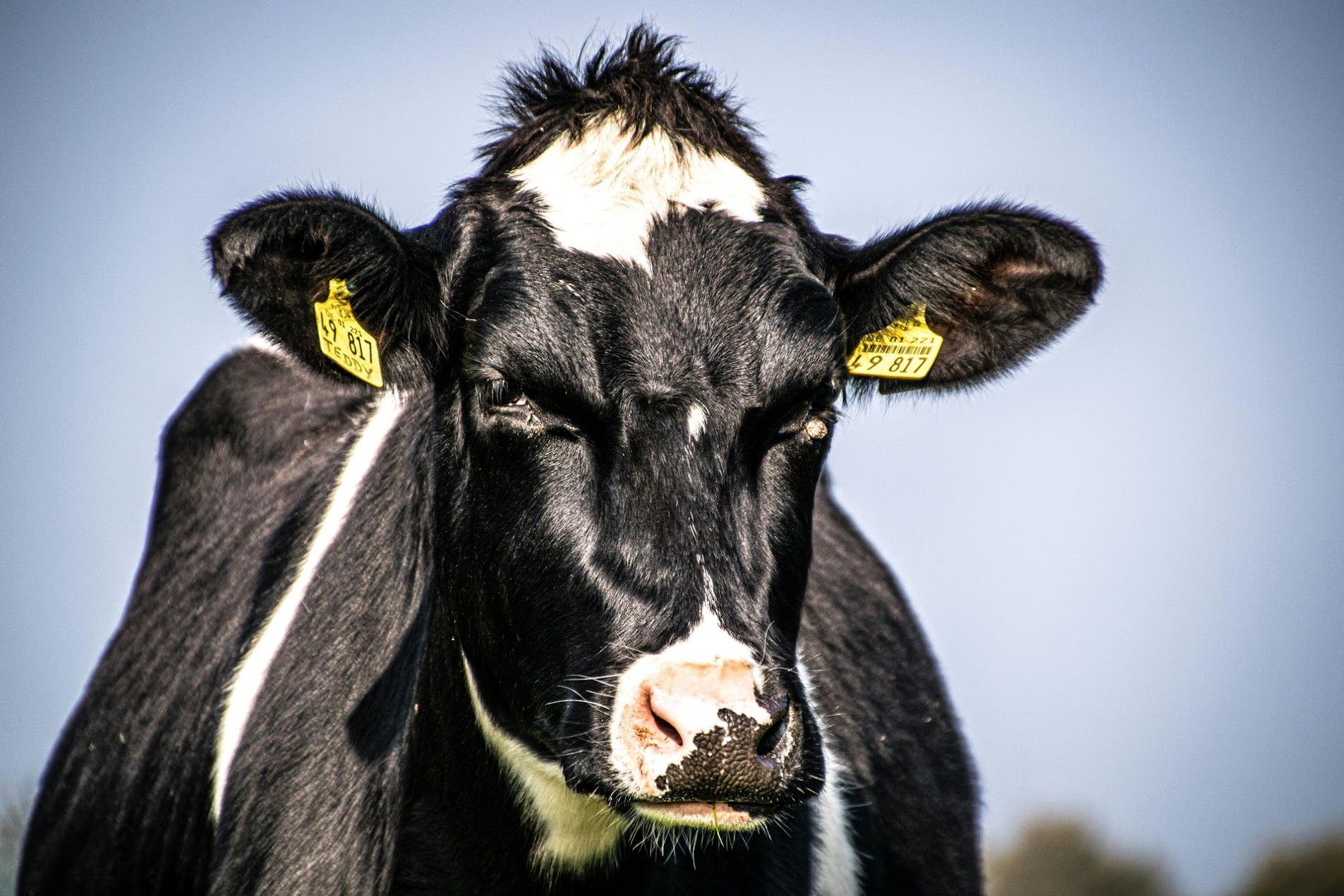 Everstead Farm Supply serving dairy farms across the Shenandoah Valley of Virginia
