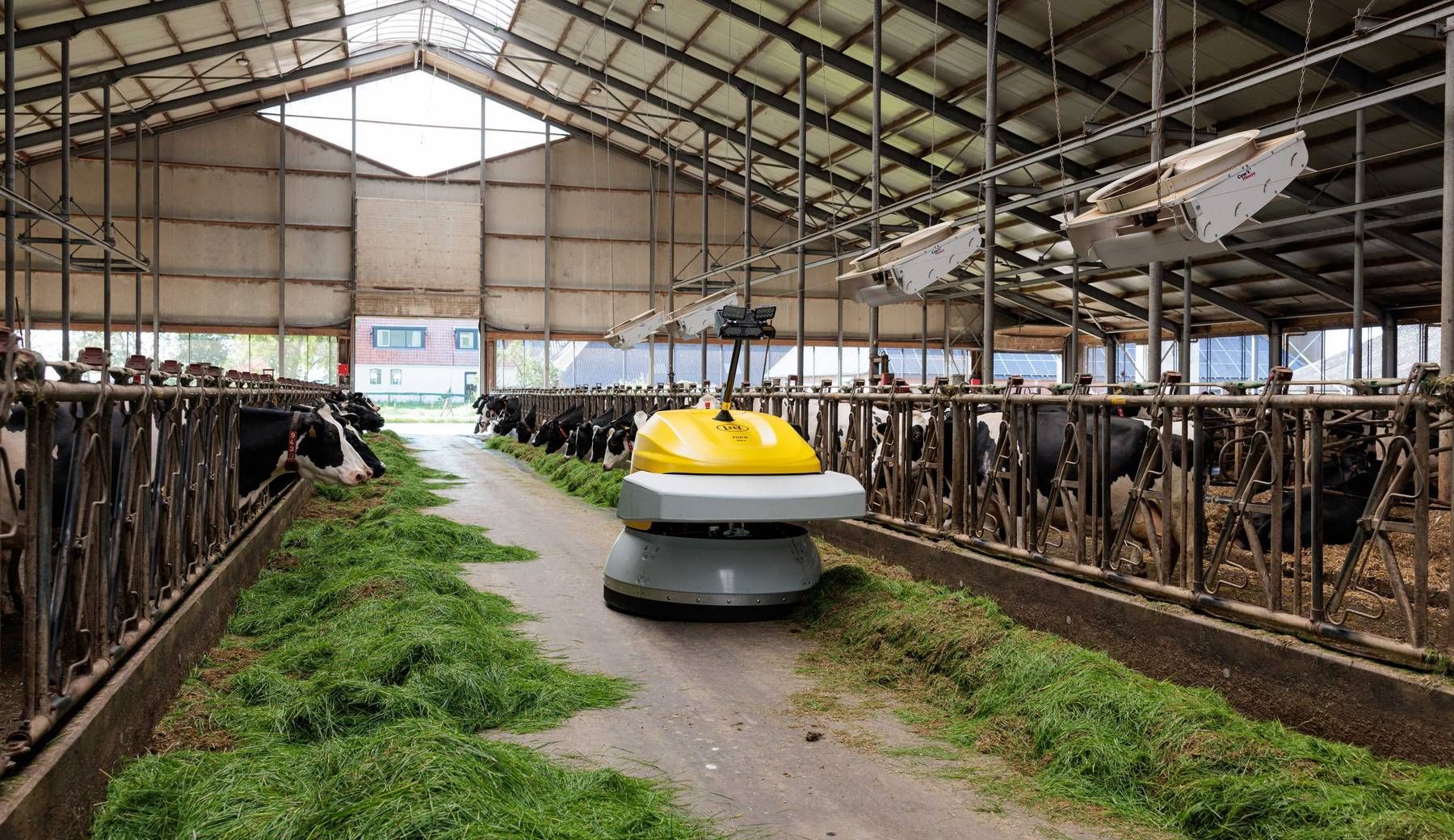 Automated feed-pushing robot moving between cattle rows inside a barn.