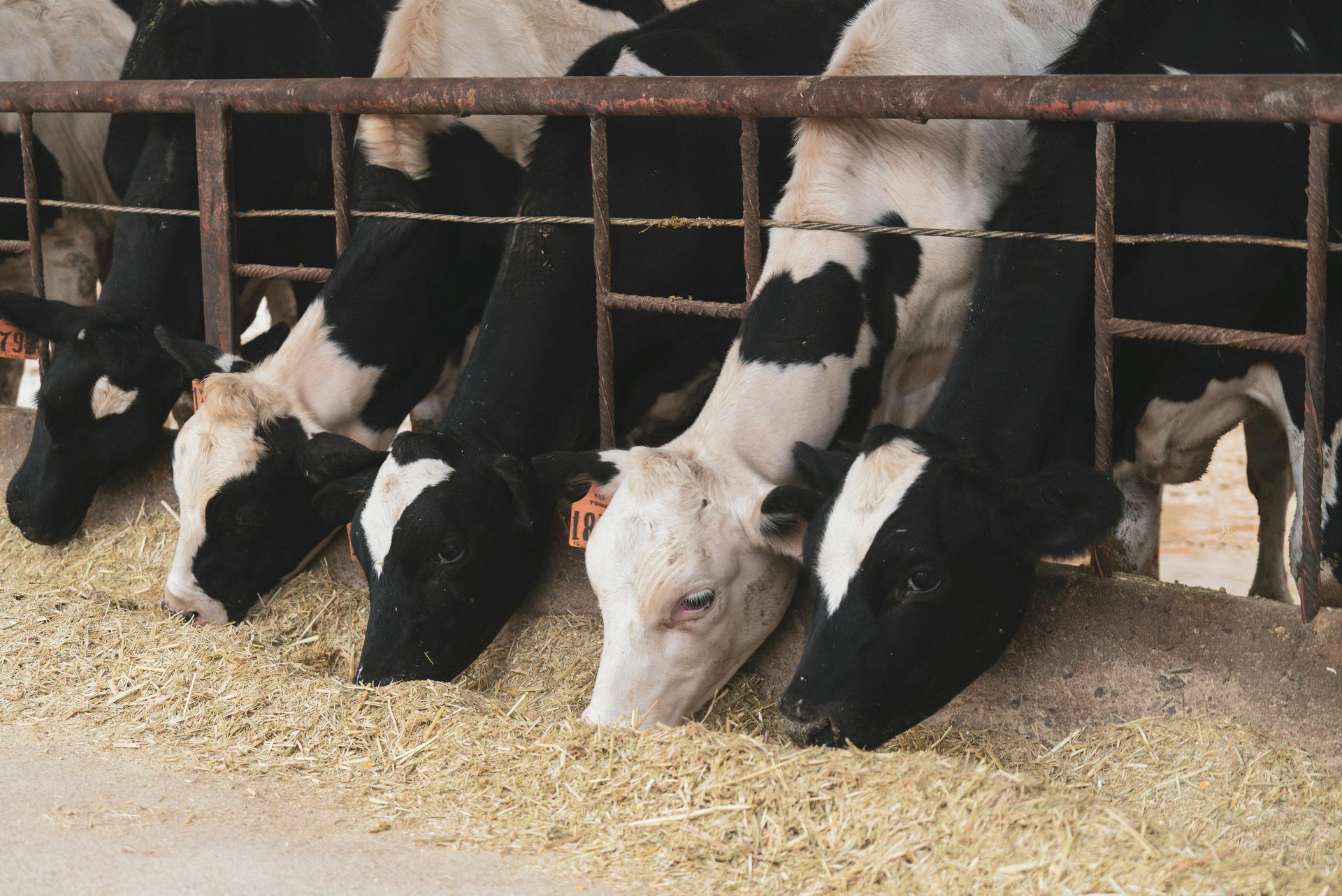 Modern milking system upgrade with advanced features to boost efficiency and dairy farm productivity