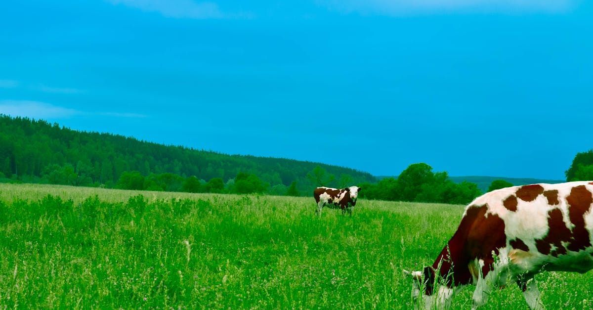 Cows grazing in a green field on a sunny day.
