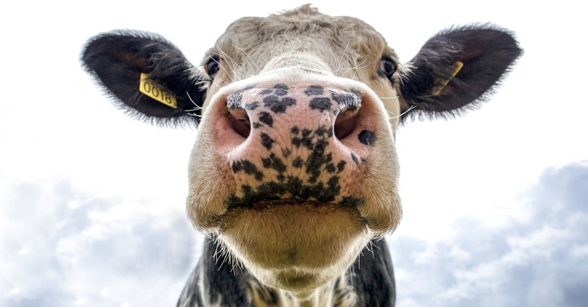 Modern dairy barn with automated milking machines and digital monitoring systems in operation.