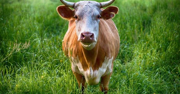Brown and white dairy cow standing in a grassy field