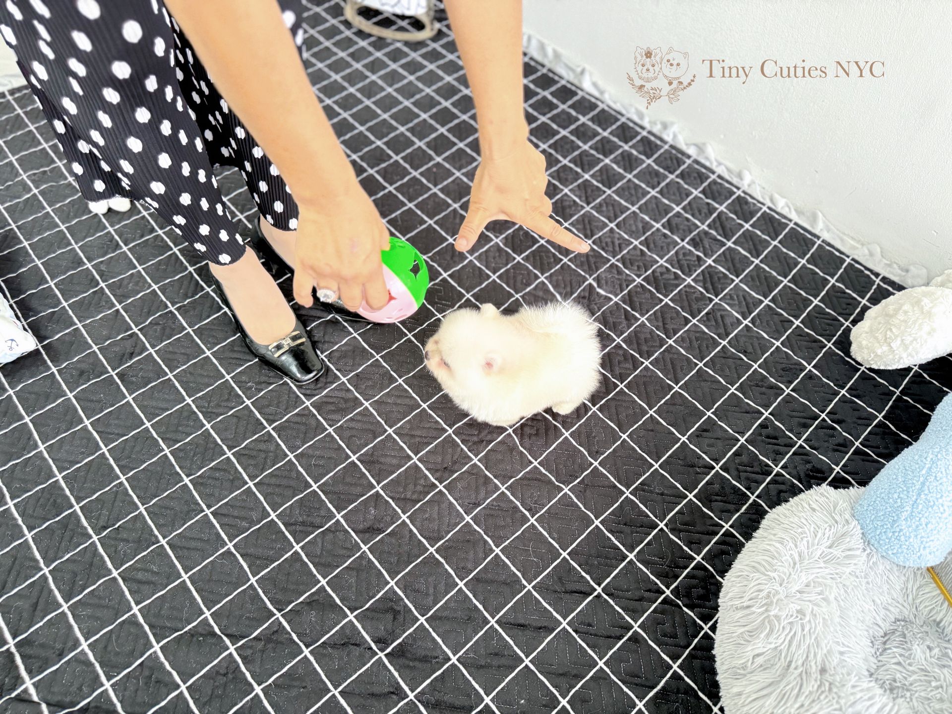 Teacup/Micro Teacup Pomeranian | Astoria, NY | Tiny Cuties NYC