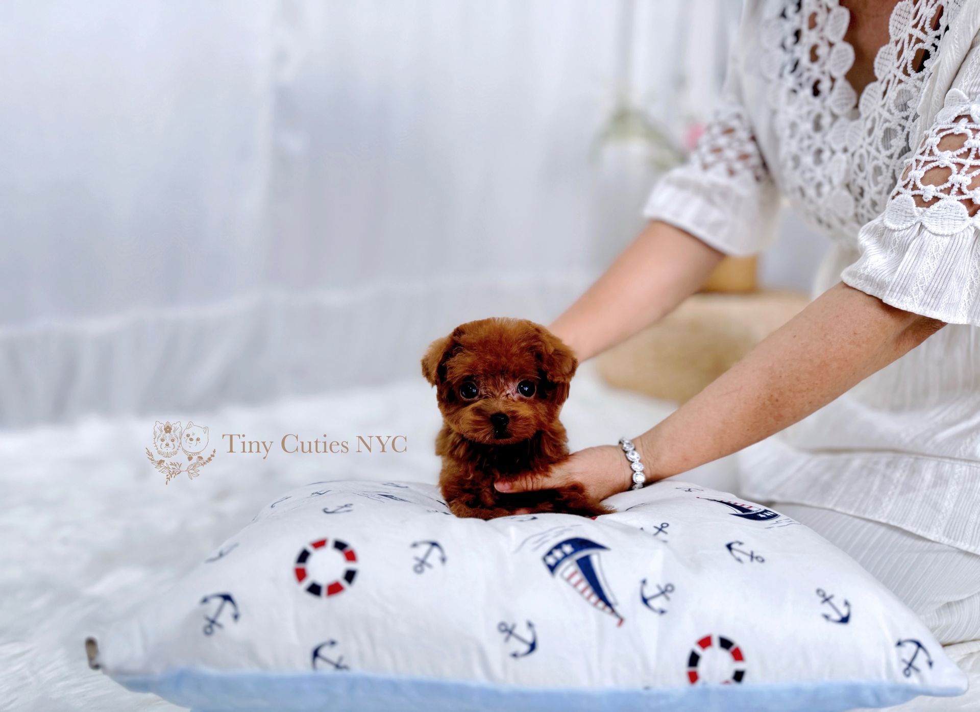 Teacup/Micro Teacup Poodle | Astoria, NY | Tiny Cuties NYC