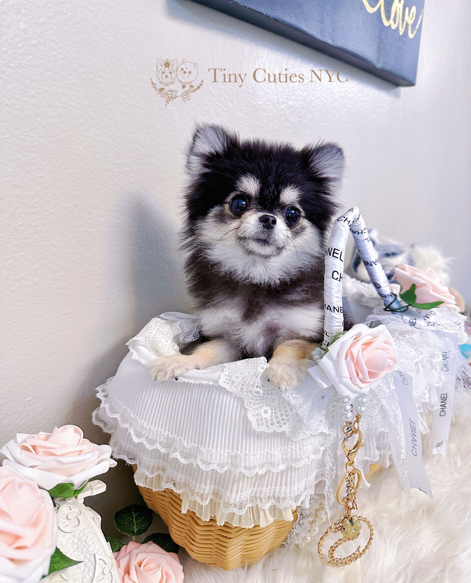 Teacup/Micro Teacup Pomeranian | Astoria, NY | Tiny Cuties NYC