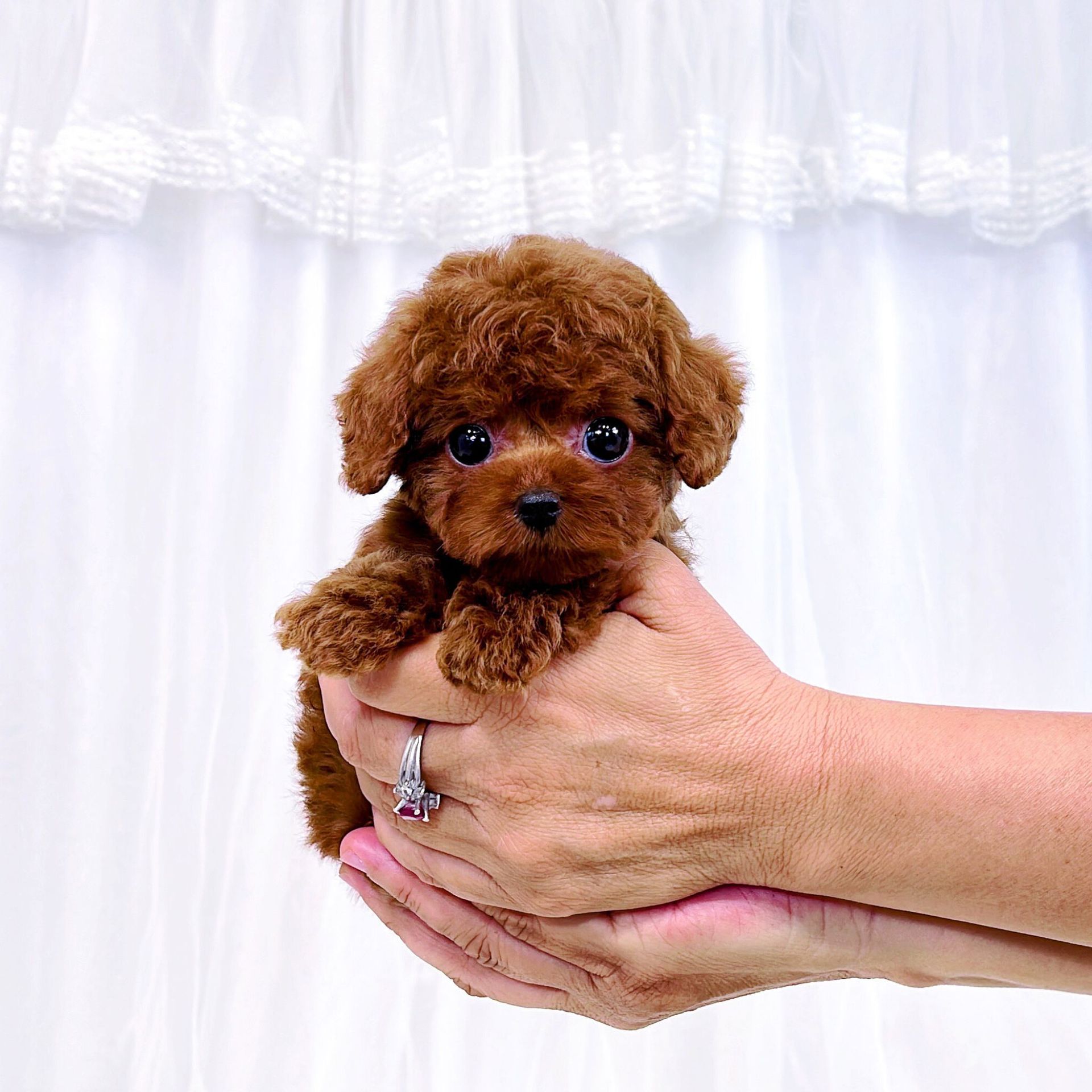 Teacup Puppies Astoria, NY Tiny Cuties NYC