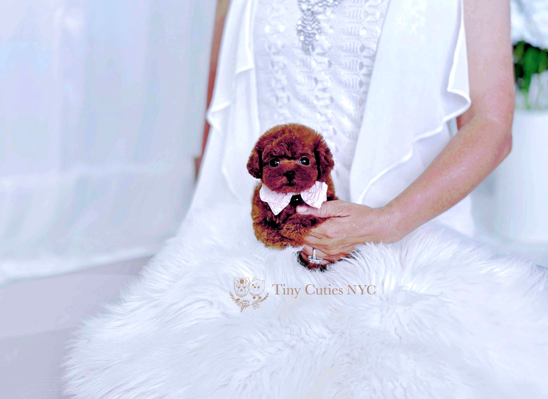 Teacup/Micro Teacup Poodle | Astoria, NY | Tiny Cuties NYC