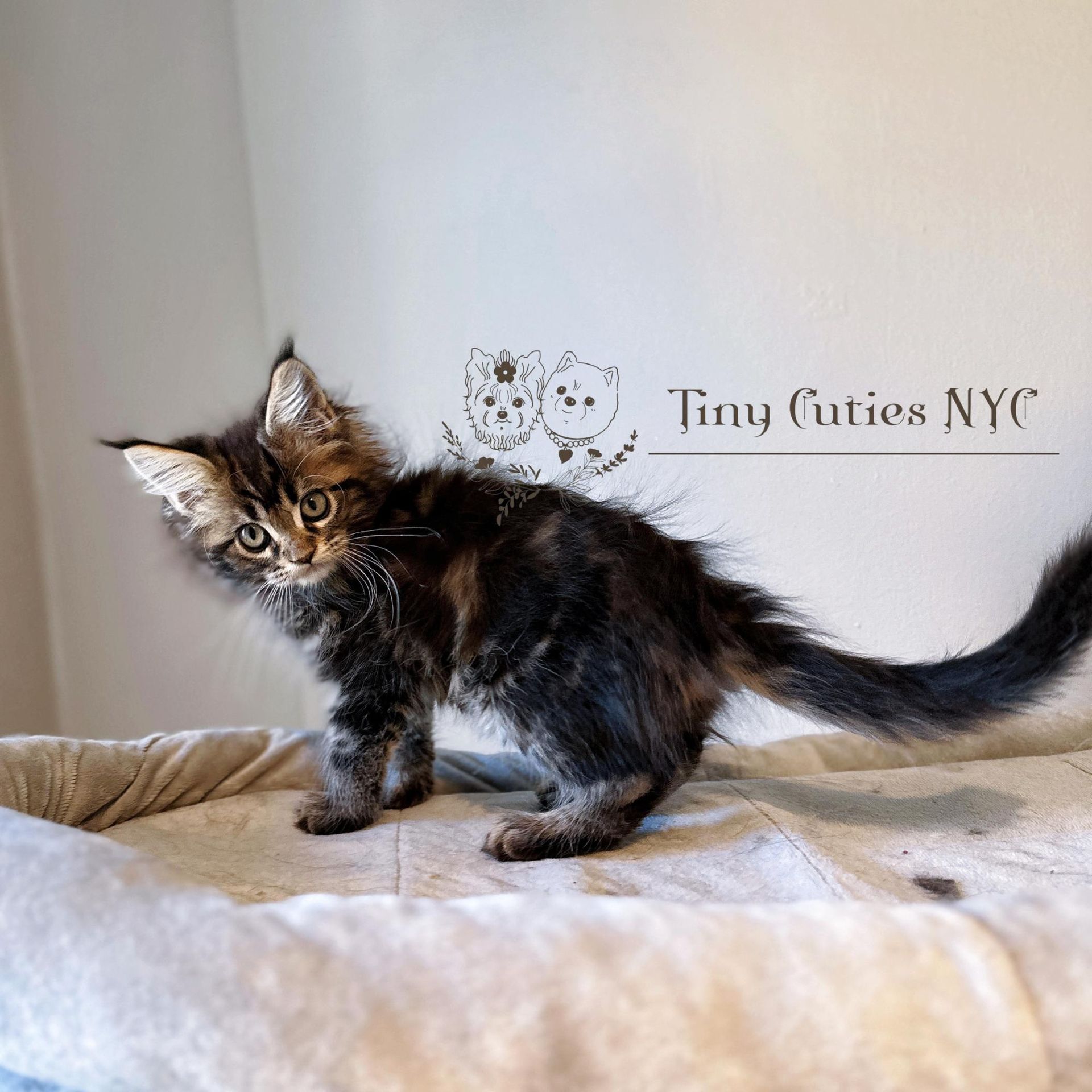 Main Coon kitten - New York City