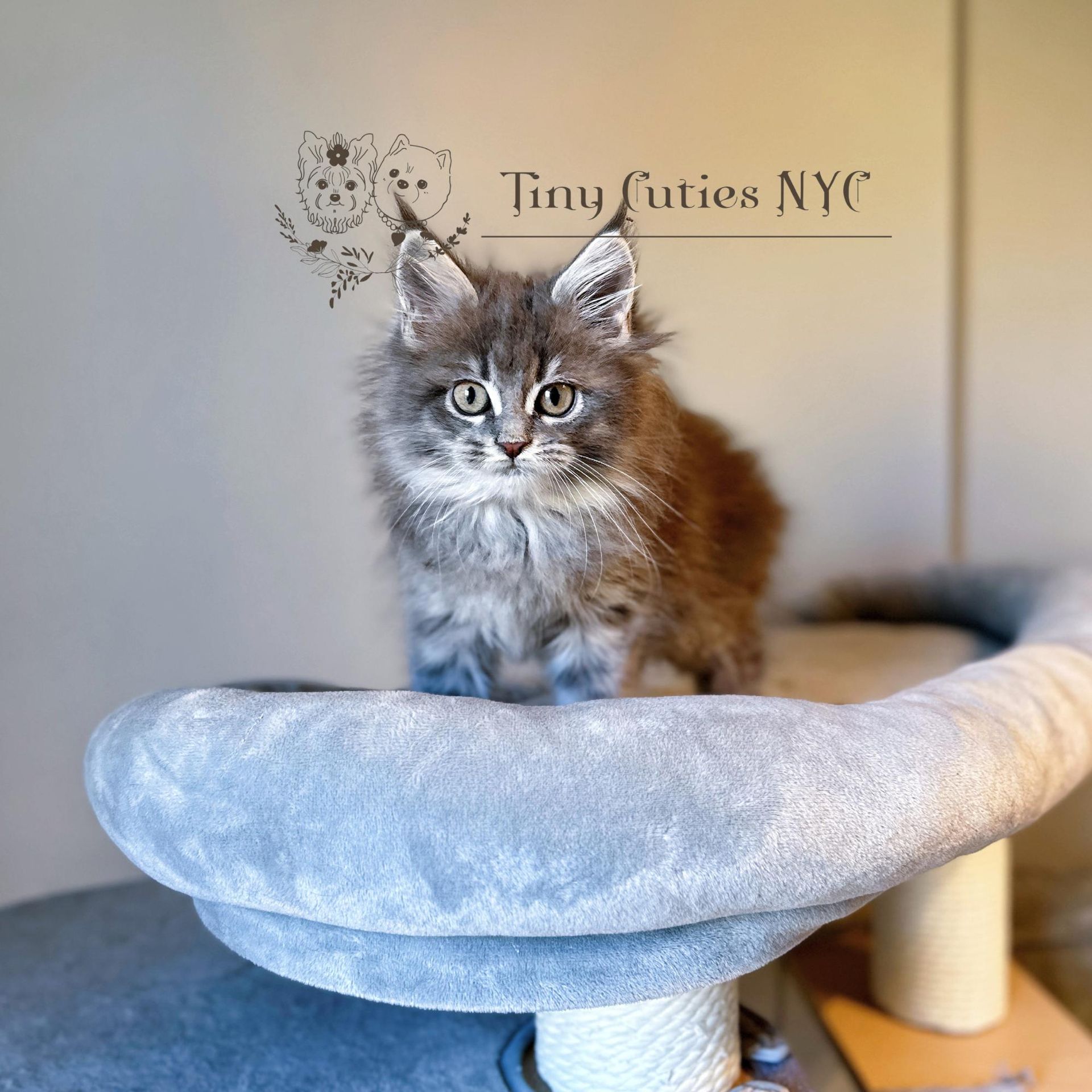 Maine Coon — Astoria Queens, NY — Tiny Cuties NYC