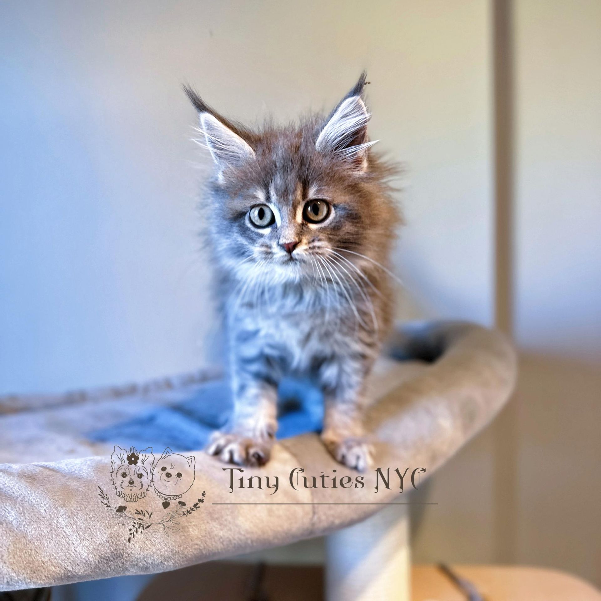 Maine Coon — Astoria Queens, NY — Tiny Cuties NYC