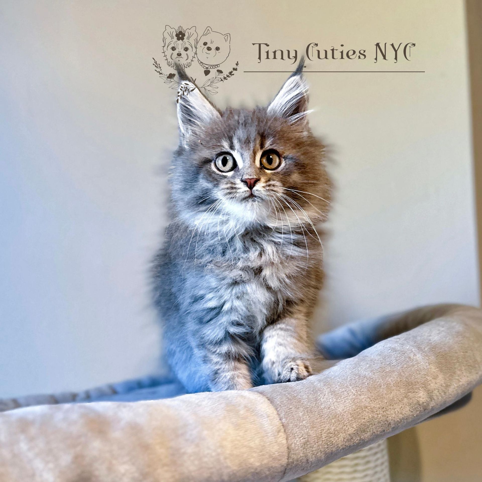 Maine Coon — Astoria Queens, NY — Tiny Cuties NYC